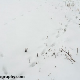 Fox snow tracks