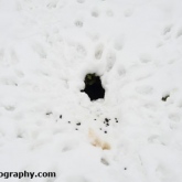 Rabbit snow tracks and burrow entrance