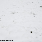 Rabbit snow tracks