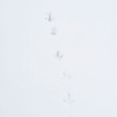 Pheasant snow tracks