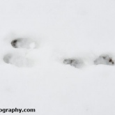 Hare snow tracks
