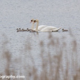Mute Swan and Cygnets, Whelford Pools Nature Reserve