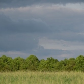 Barley field on The Thames Path, Wiltshire Barley field on The Thames Path, Wiltshire