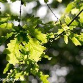 Oak Tree leaves in the sun