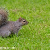 Squirrels in Victoria Park, Bath