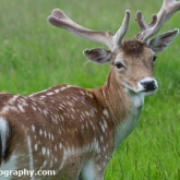 Fallow deer, Dyrham Park