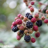 Hedgerow Fruits - Blackberries