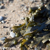 Seaweed at Cwmtydu