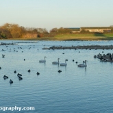 WWT Slimbridge - View from Peng observatory