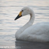 WWT Slimbridge - Bewick's Swan
