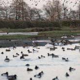 WWT Slimbridge - View from Peng observatory