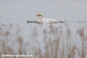 Mute Swan and Cygnets, Whelford Pools Nature Reserve