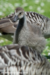 Hawaiian Goose or Nene