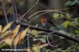 Robin at Waters' Edge Country Park, Lincolnshire