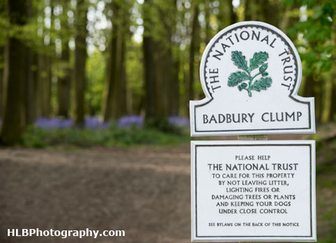 Bluebells at Badbury Clump, Oxfordshire