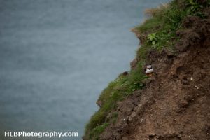 RSPB Bempton Cliffs - Puffin